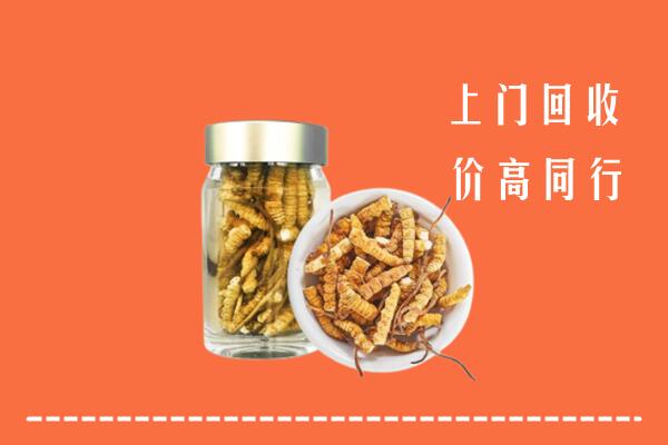 鄂尔多斯伊金霍洛回收冬虫夏草